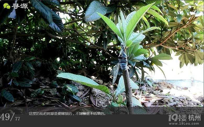 尋源之旅@又是一季枇杷到，我在蘇州東山，不是塘西哦~