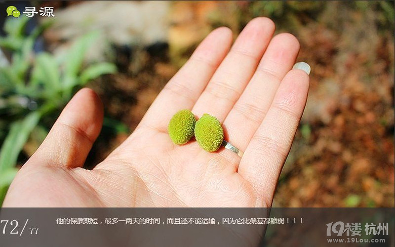 尋源之旅@又是一季枇杷到，我在蘇州東山，不是塘西哦~