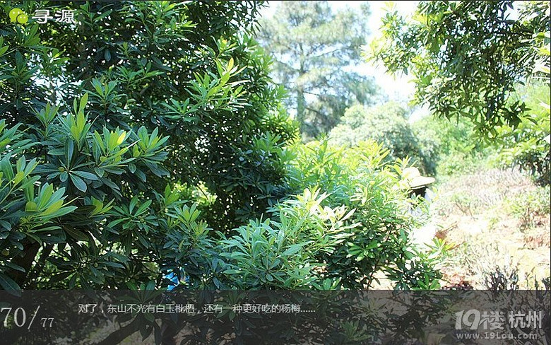 尋源之旅@又是一季枇杷到，我在蘇州東山，不是塘西哦~