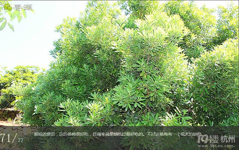 尋源之旅@又是一季枇杷到，我在蘇州東山，不是塘西哦~