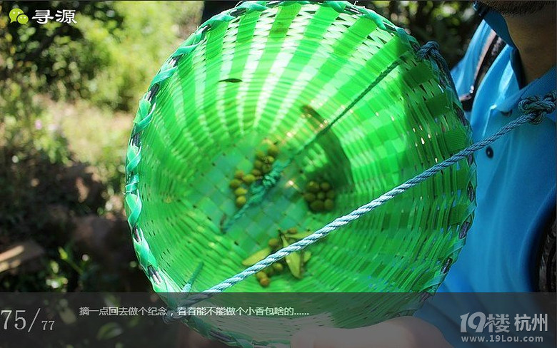 尋源之旅@又是一季枇杷到，我在蘇州東山，不是塘西哦~