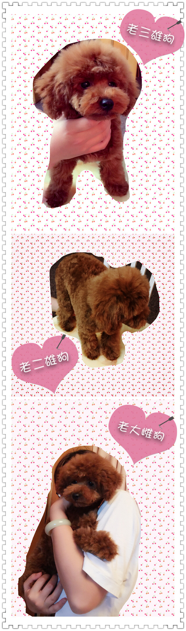迷你貴賓，純家養(yǎng)，疫苗已完結(jié)，最后一只