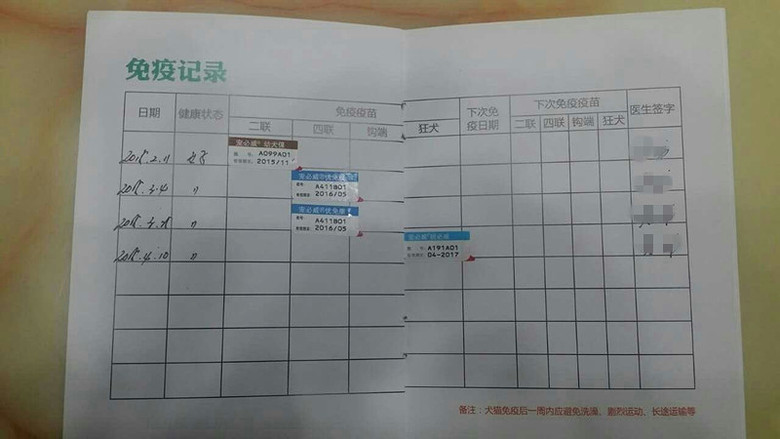 迷你貴賓，純家養(yǎng)，疫苗已完結(jié)，最后一只