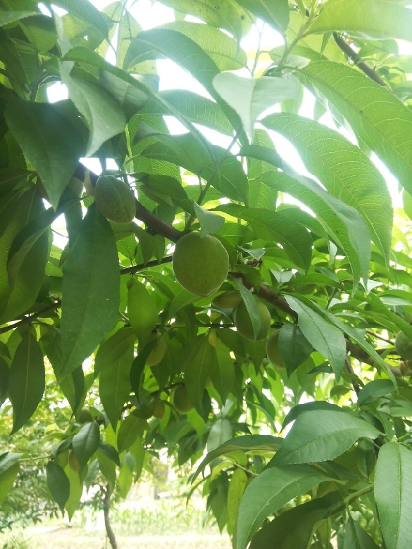 最喜欢这种季节,随便往自家后花园一站都是-美
