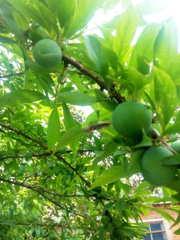 最喜欢这种季节,随便往自家后花园一站都是-美