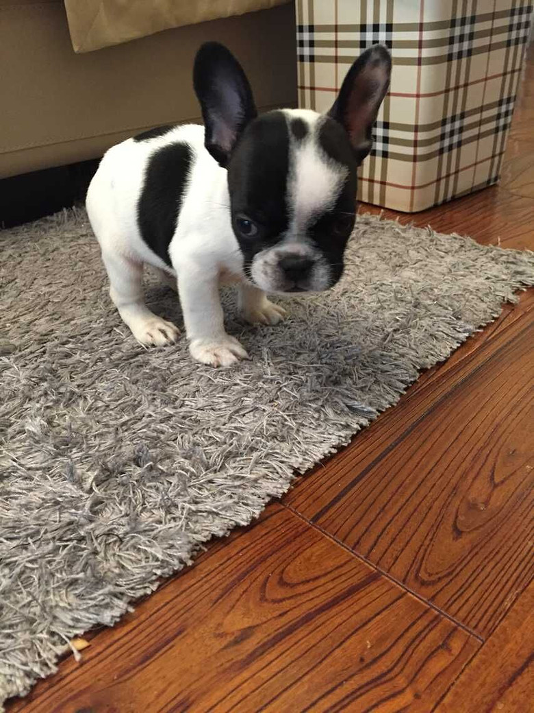 法国斗牛幼犬 现有一直黑头热销中 可视频视频