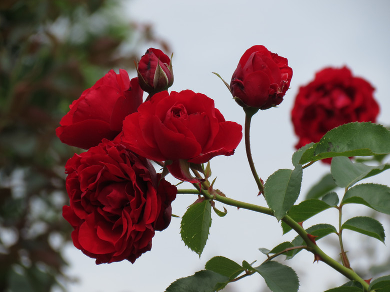 杭州花圃拍月季-静物-19摄区-杭州19楼