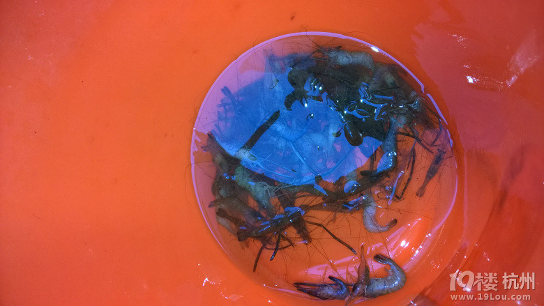 继续钓河虾-放飞心情-钓鱼俱乐部-杭州19楼