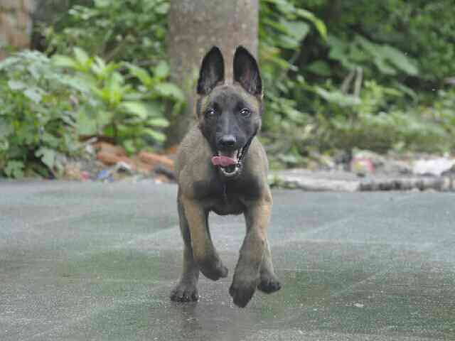 不是所有的小马犬，都可以拥有这样的气质