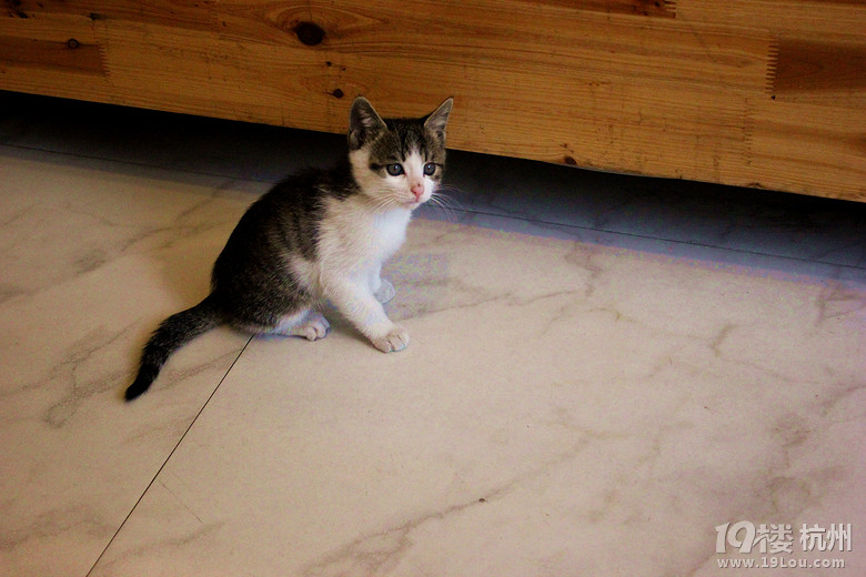 【萌宠当道】迷途猫家的喵~-活动-美食俱乐部