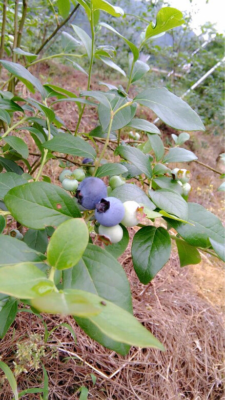 长在树上的蓝莓真的非常可爱,我-手机随手拍-杭