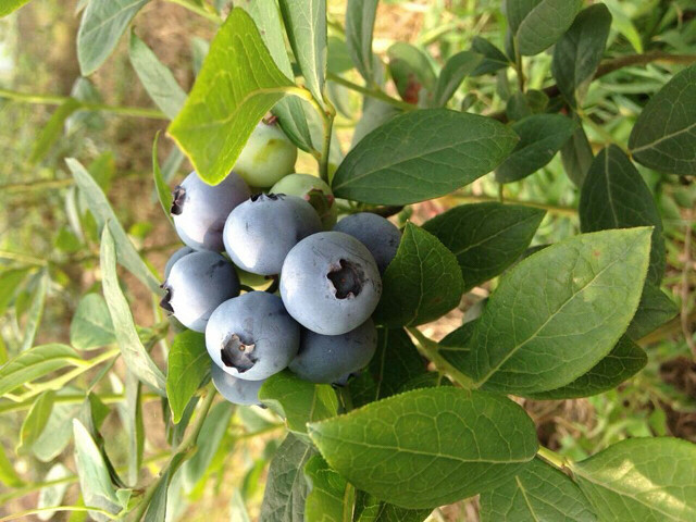 长在树上的蓝莓真的非常可爱,我-手机随手拍-杭