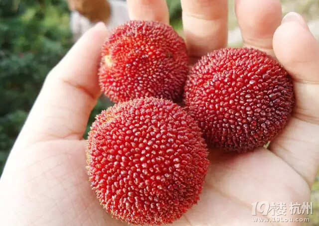 【跟一个人说再见】6.7 神秘森林大穿越,做今年