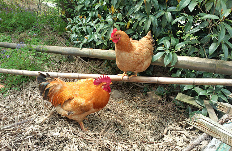 教你怎样识别土鸡蛋