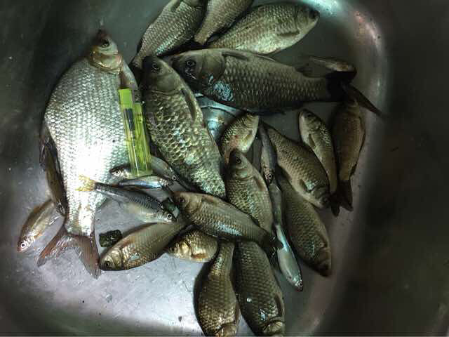 周六上午和下午的鱼货，小溪作业(建德)-钓鱼俱乐部-杭州19楼