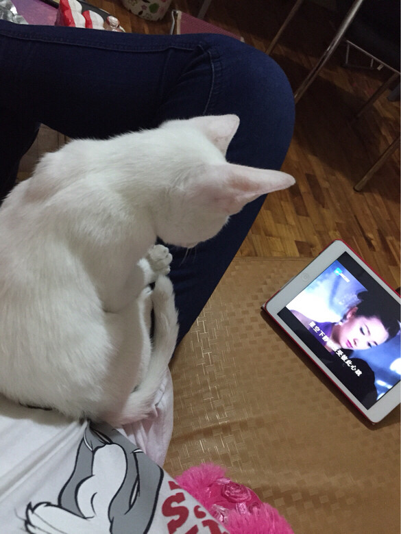 我家猫猫Hid,菲律宾国籍,不懂英语-手机随手拍
