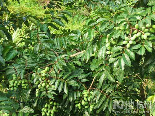 产妇可以吃什么水果?吃对更健康!-分娩(产前产