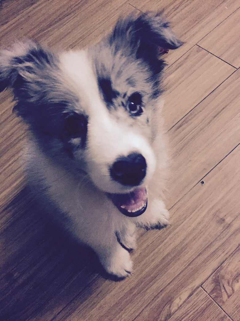 出售1只3个月超漂亮的蓝陨石边牧弟弟-我要出售-宠物相关交易区-杭州19楼