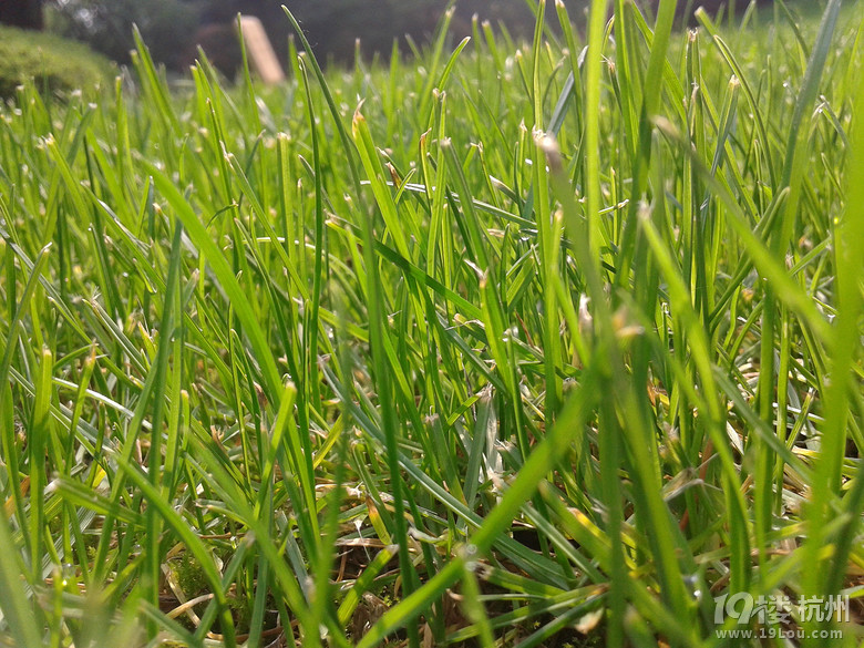 春天的照片-活动-大杭州旅游-杭州19楼