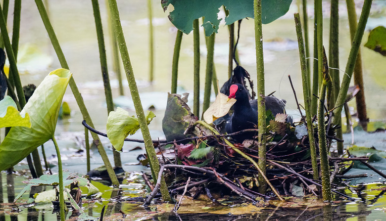 红顶黑色水鸡筑巢孵育下代-边走边拍-边走边拍