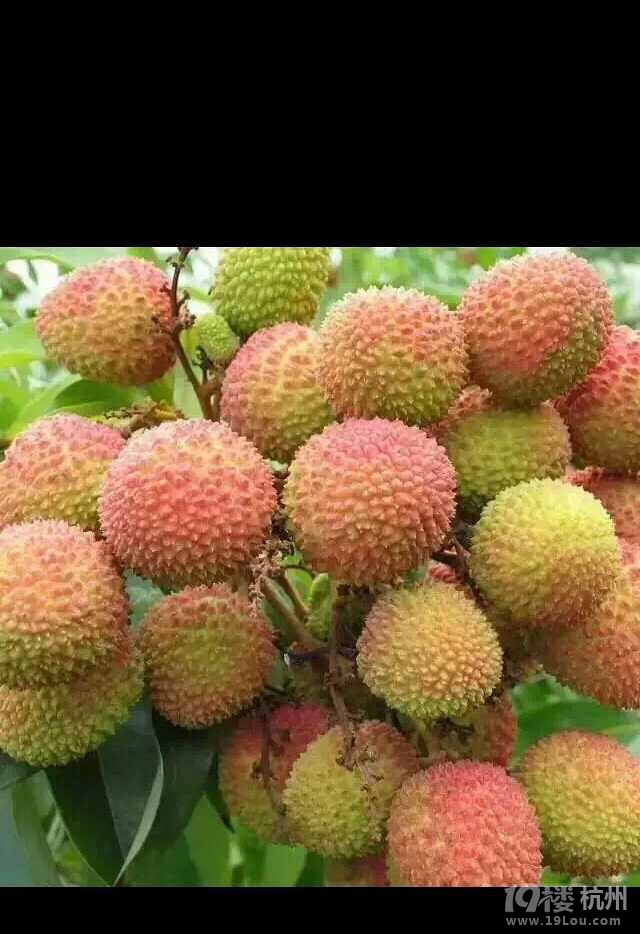 新鲜荔枝成熟啦!顺丰包邮-休闲商家自荐-杭州1