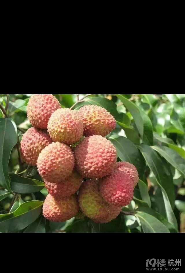 新鲜荔枝成熟啦!顺丰包邮-休闲商家自荐-杭州1