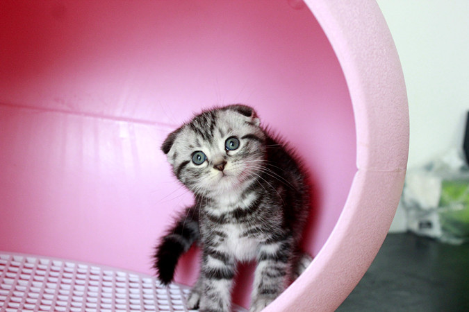 超级可爱的美短折耳猫DD 立耳MM 萌娃来啦 -我要出售-宠物相关交易区-杭州19楼