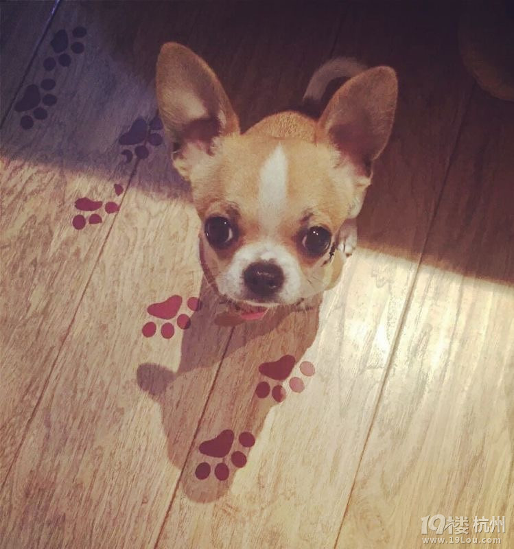 小lemon你在哪里啊?寻走丢吉娃娃-寻宠启事-家