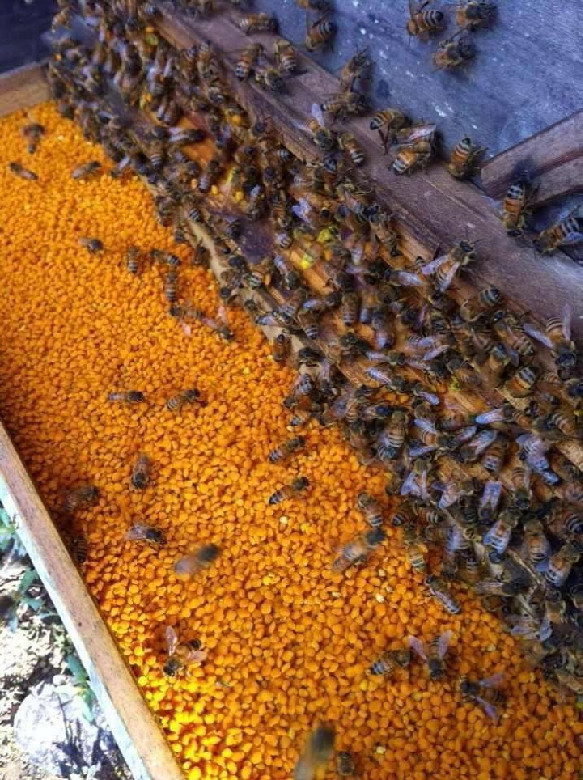 天然蜂花粉,天然保健,美容养颜-2015吃吃喝喝