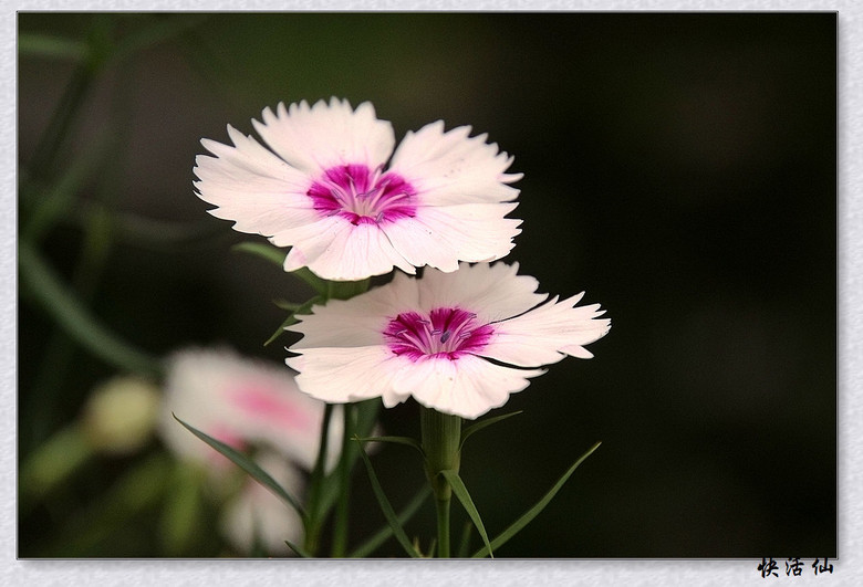 石竹花