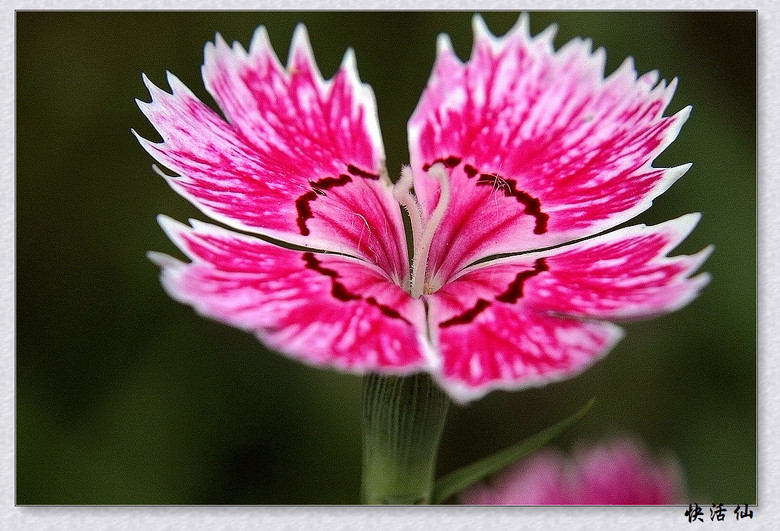 石竹花
