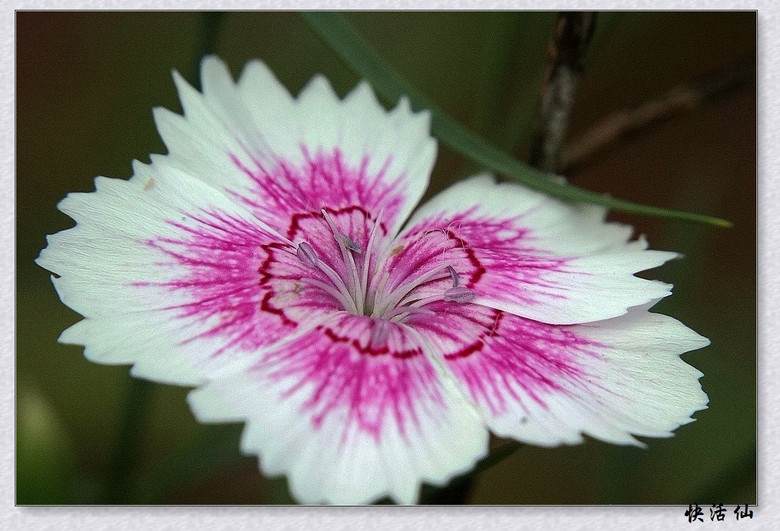 石竹花
