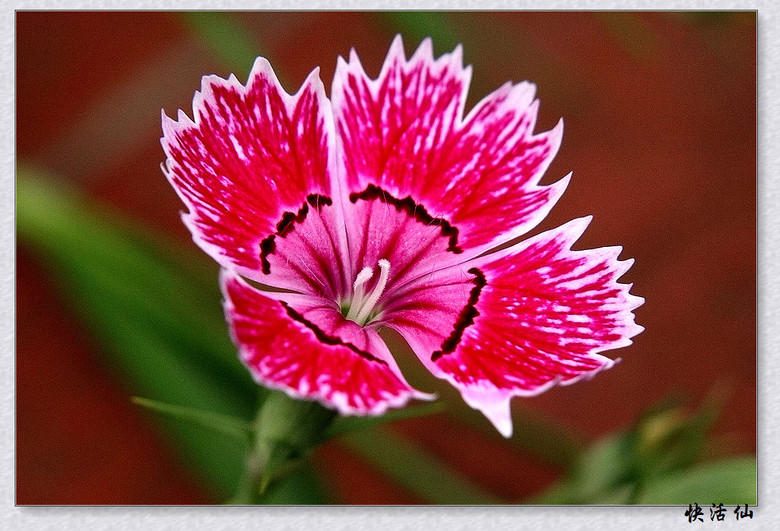 石竹花