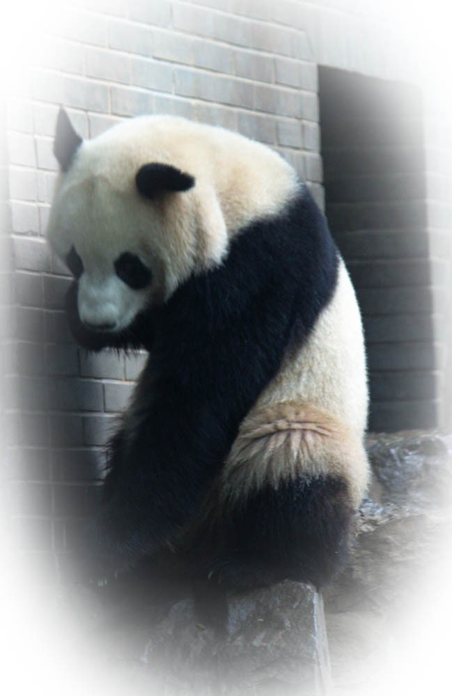 国宝熊猫-其他-19摄区-杭州19楼