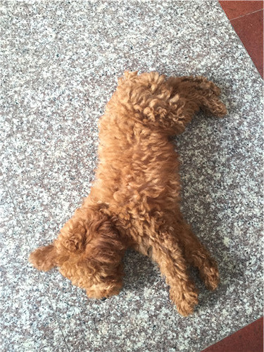 怀孕转让小泰迪狗狗-我要出售-宠物相关交易区