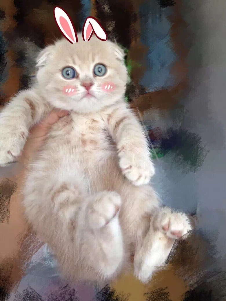 出售乳色英短DD 绿眼