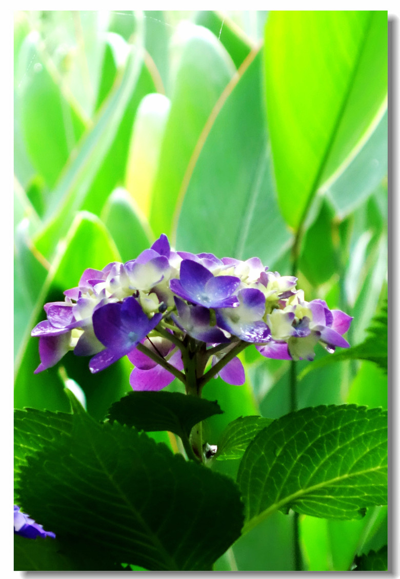 【绣球花煞是好看】-风景照-19摄区-杭州19楼