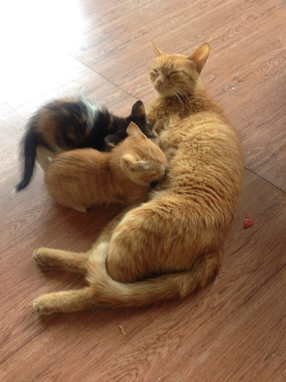 家里猫咪生了一窝小猫,老大是白花母猫,老-家有