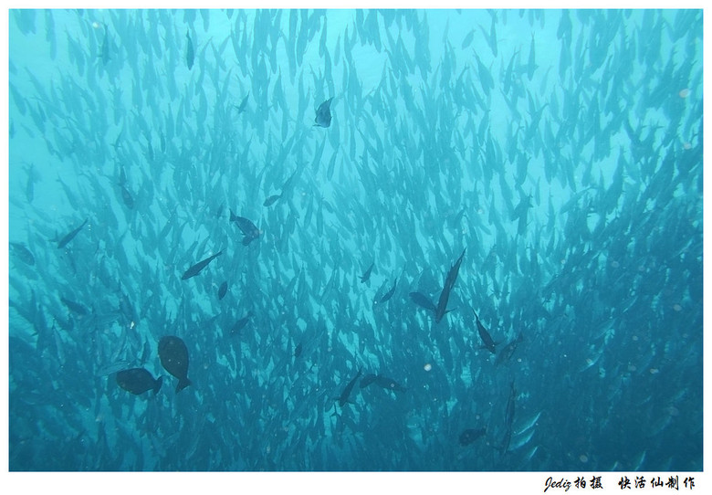 诗巴丹岛的海底世界之一-其他-19摄区-杭州19