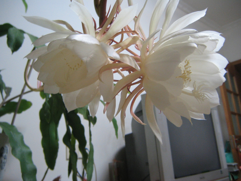 家里的昙花又开了-静物-19摄区-杭州19楼