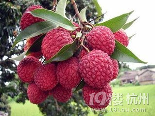 远古农夫新鲜荔枝-网友自留地-杭州19楼