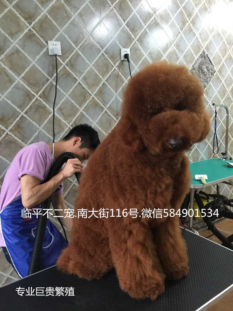 巨型 泰迪 接受 预定 !-我要出售-宠物相关交易区