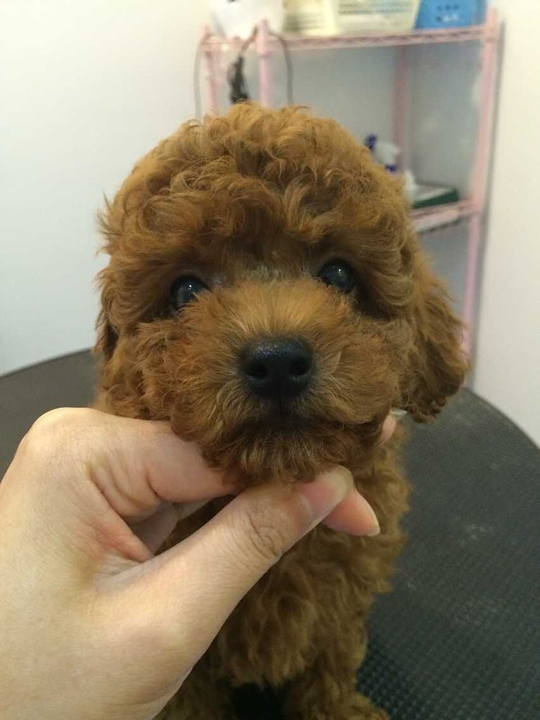 客户怀孕 他家母狗生的两小狗叫我代销-我要出