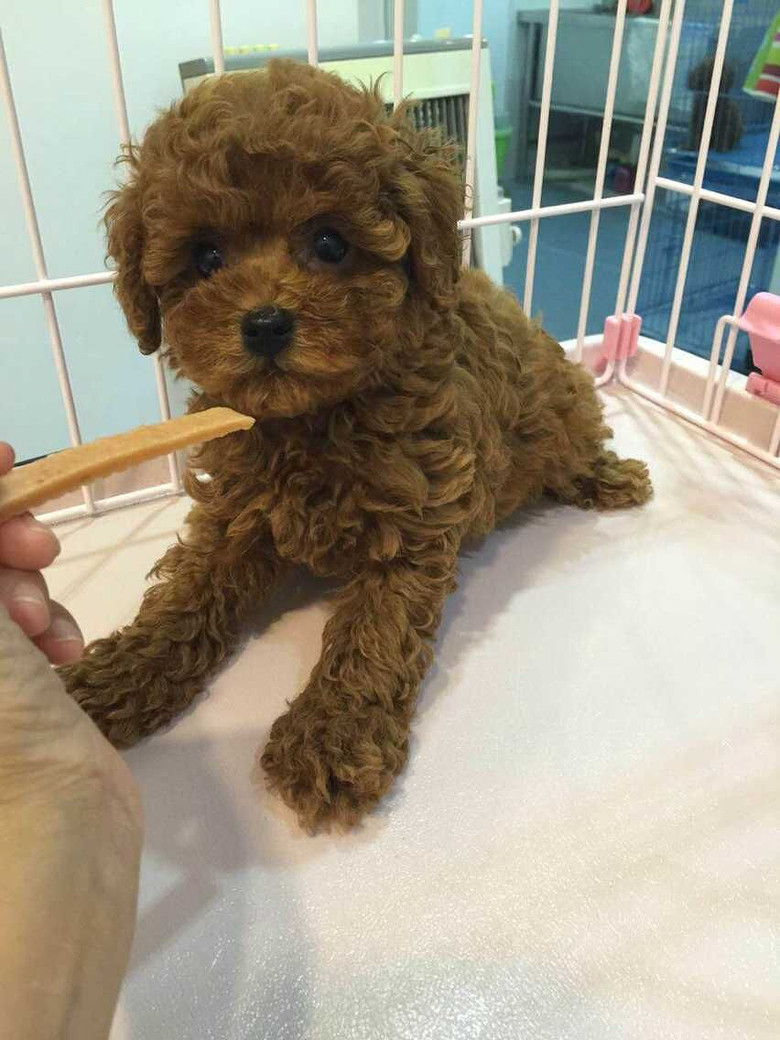 客户怀孕 他家母狗生的两小狗叫我代销-我要出