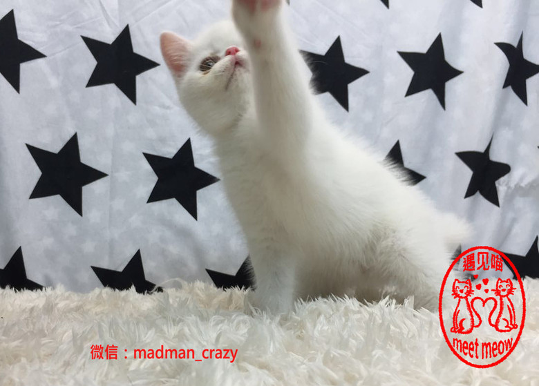 meetmeowҊ؈؈ᣬֻ׼ӷ
