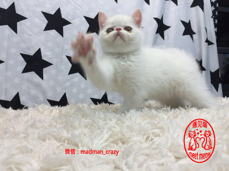 meetmeowҊ؈؈ᣬֻ׼ӷ