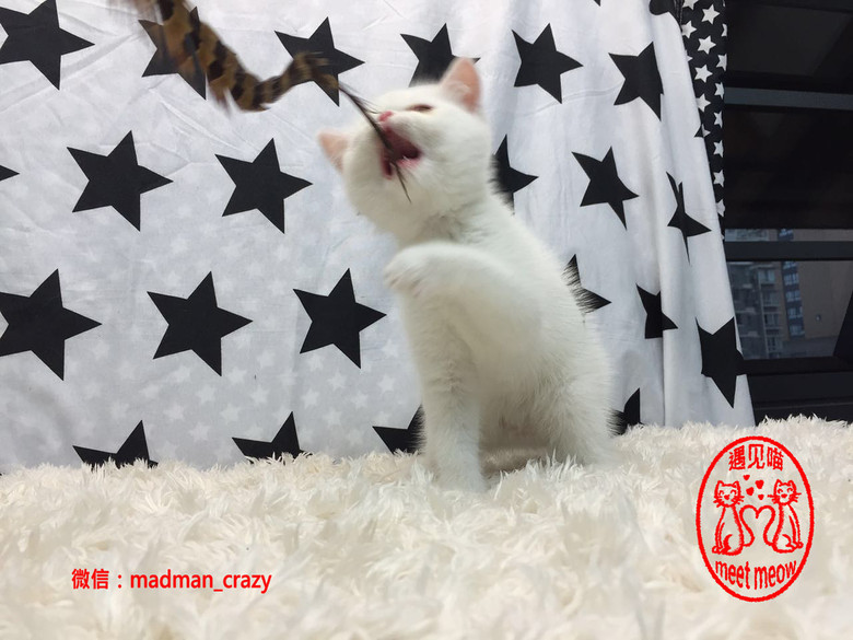 meetmeowҊ؈؈ֻ׼ӷ