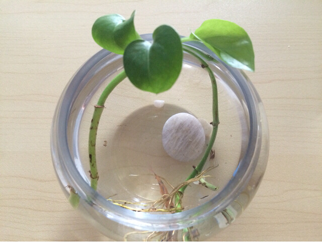 倘若我心中的山水,你眼中都看到,