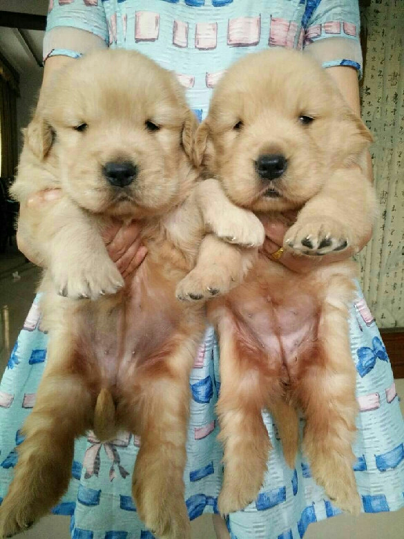 家里的金毛妈妈5.1号生了<em>一对双胞胎姐妹</em>,-宠物