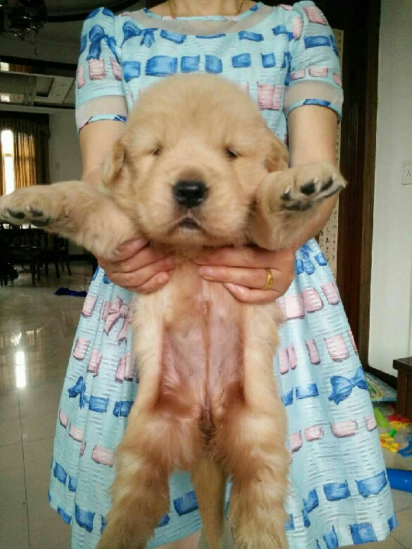 家里的金毛妈妈5.1号生了<em>一对双胞胎姐妹</em>,-宠物